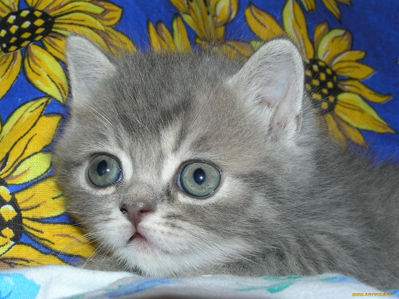 животные, коты