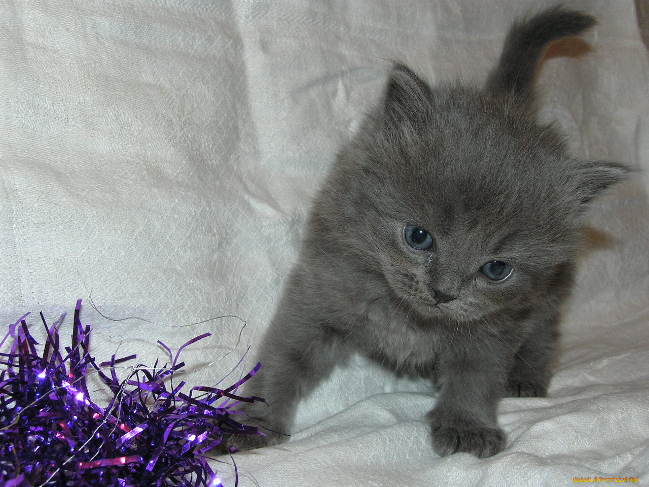 животные, коты