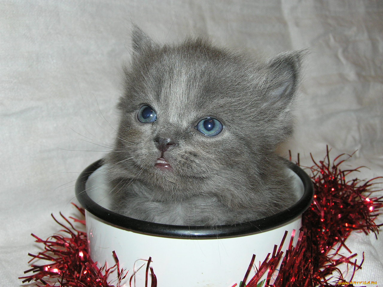 животные, коты