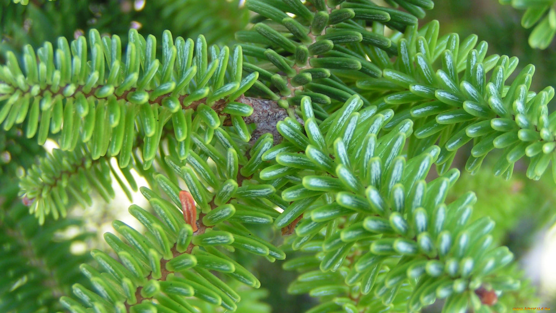 природа, макро