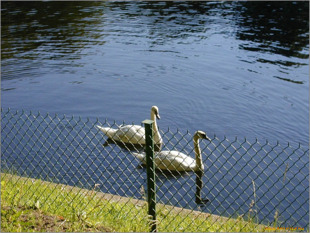 лебеди, лебяжей, канавке, летний, сад, животные