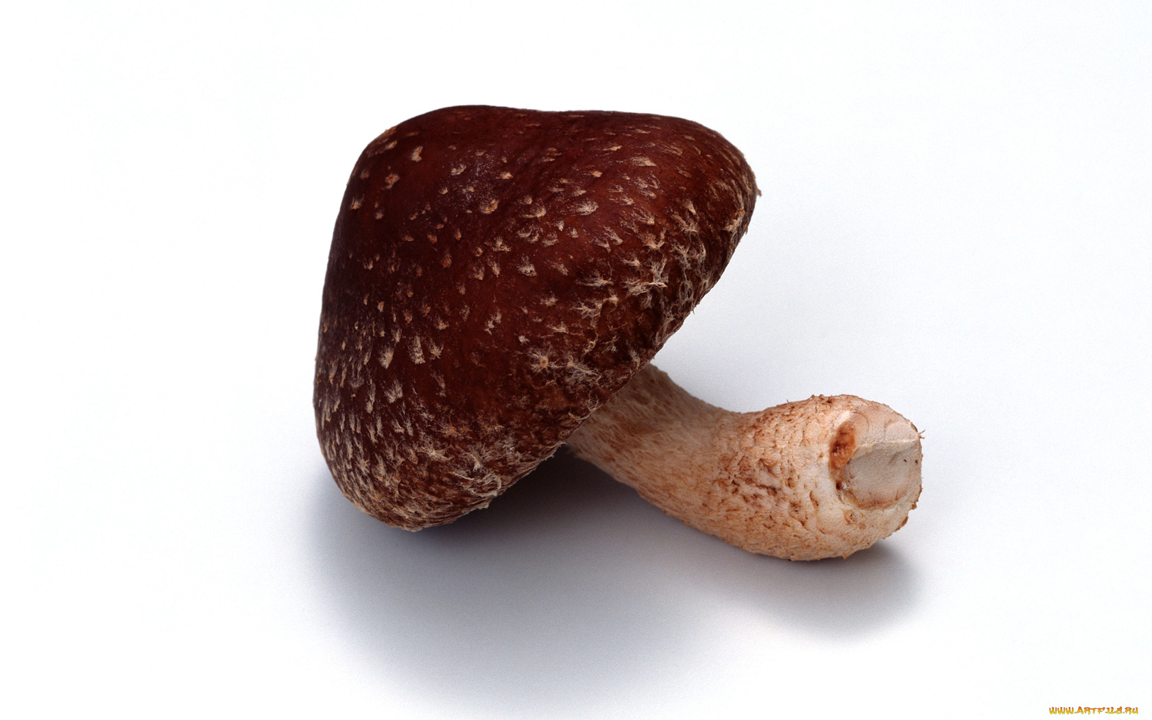 еда, грибы, грибные, блюда