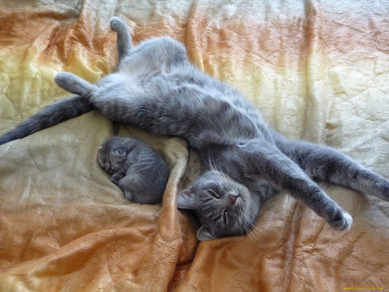 животные, коты