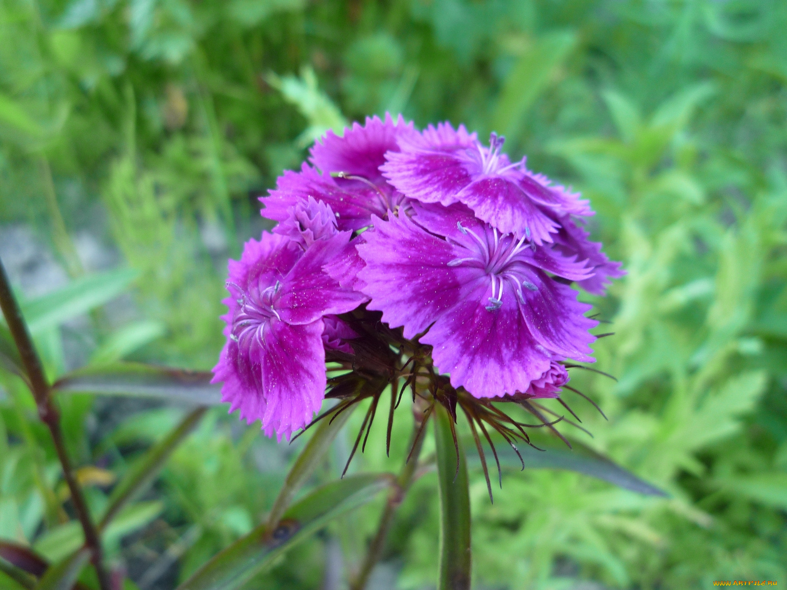 цветы, гвоздики