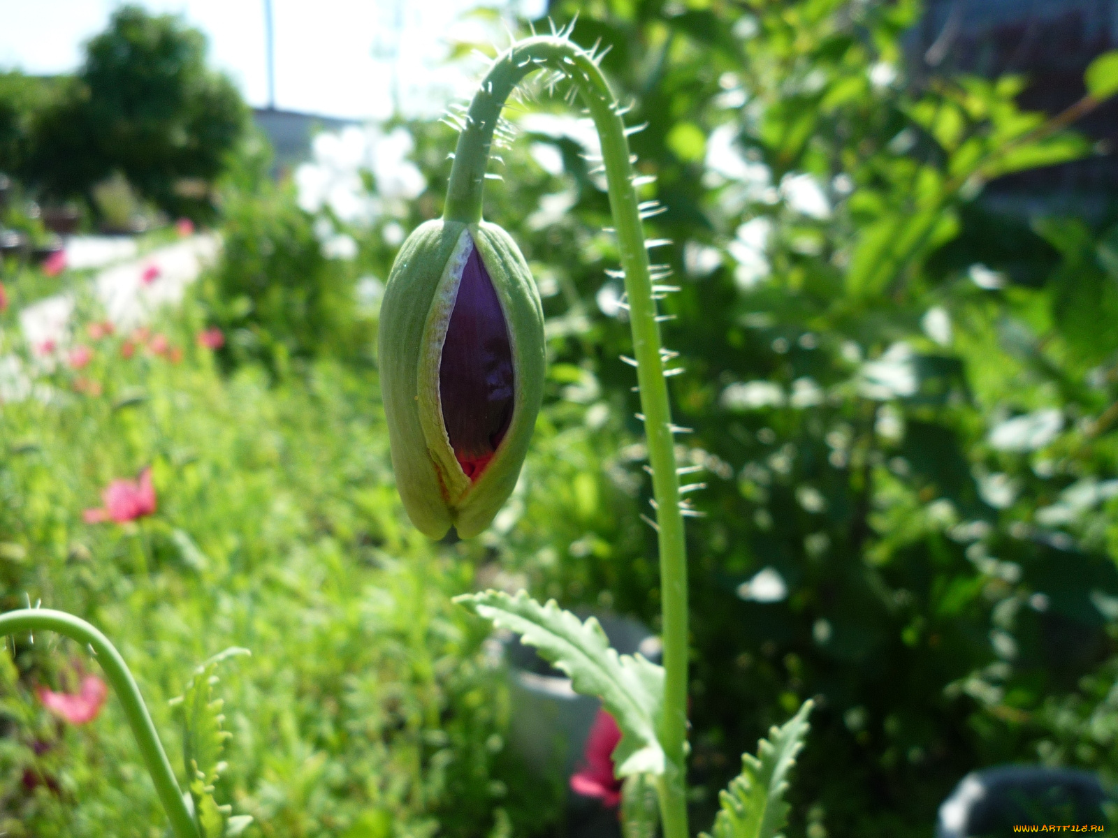 цветы, маки