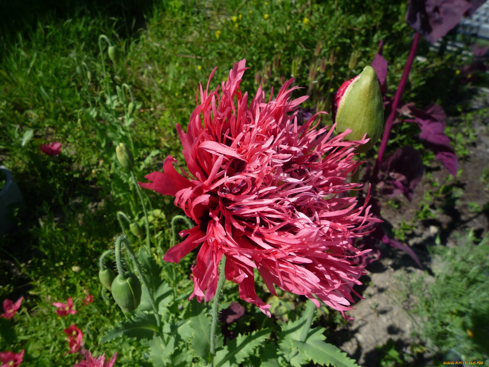 цветы, маки