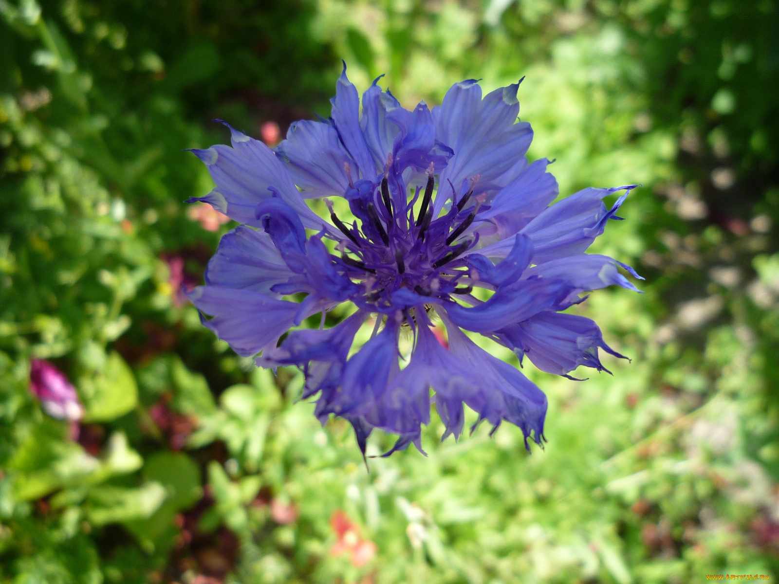 цветы, васильки