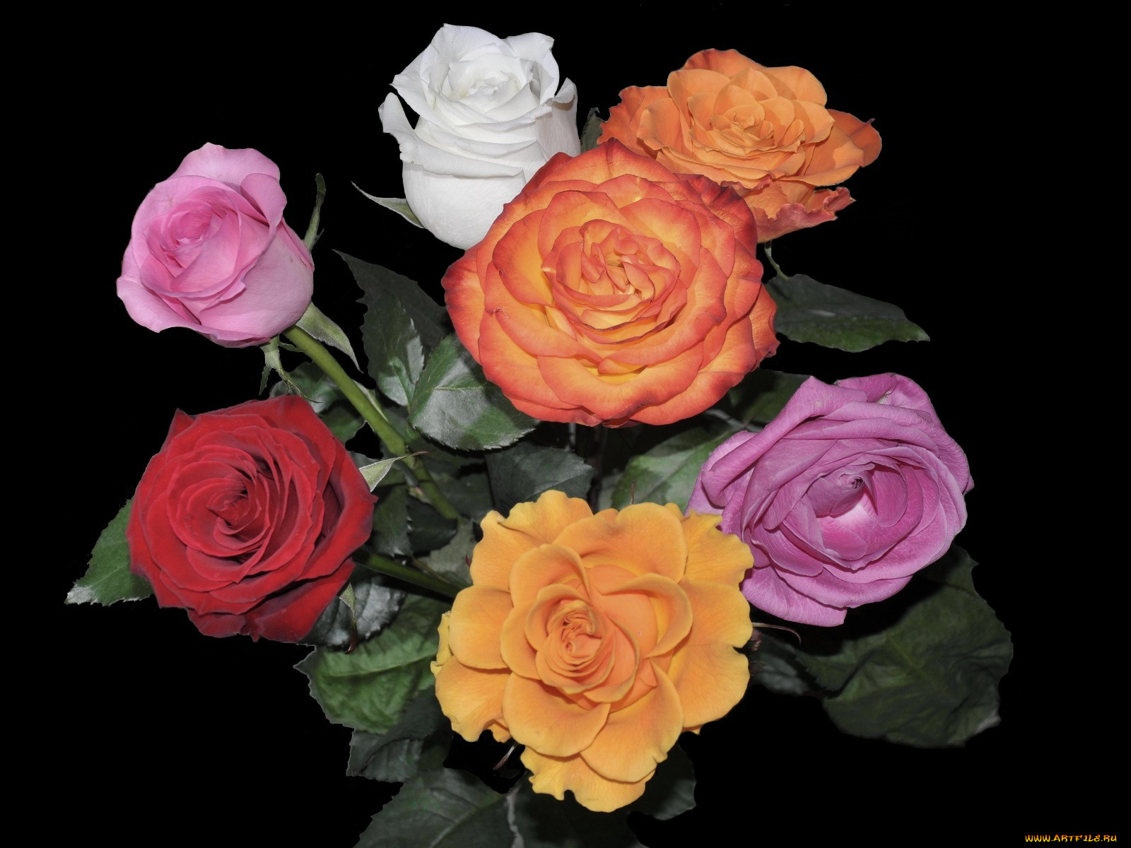 мой, букет, цветы, розы