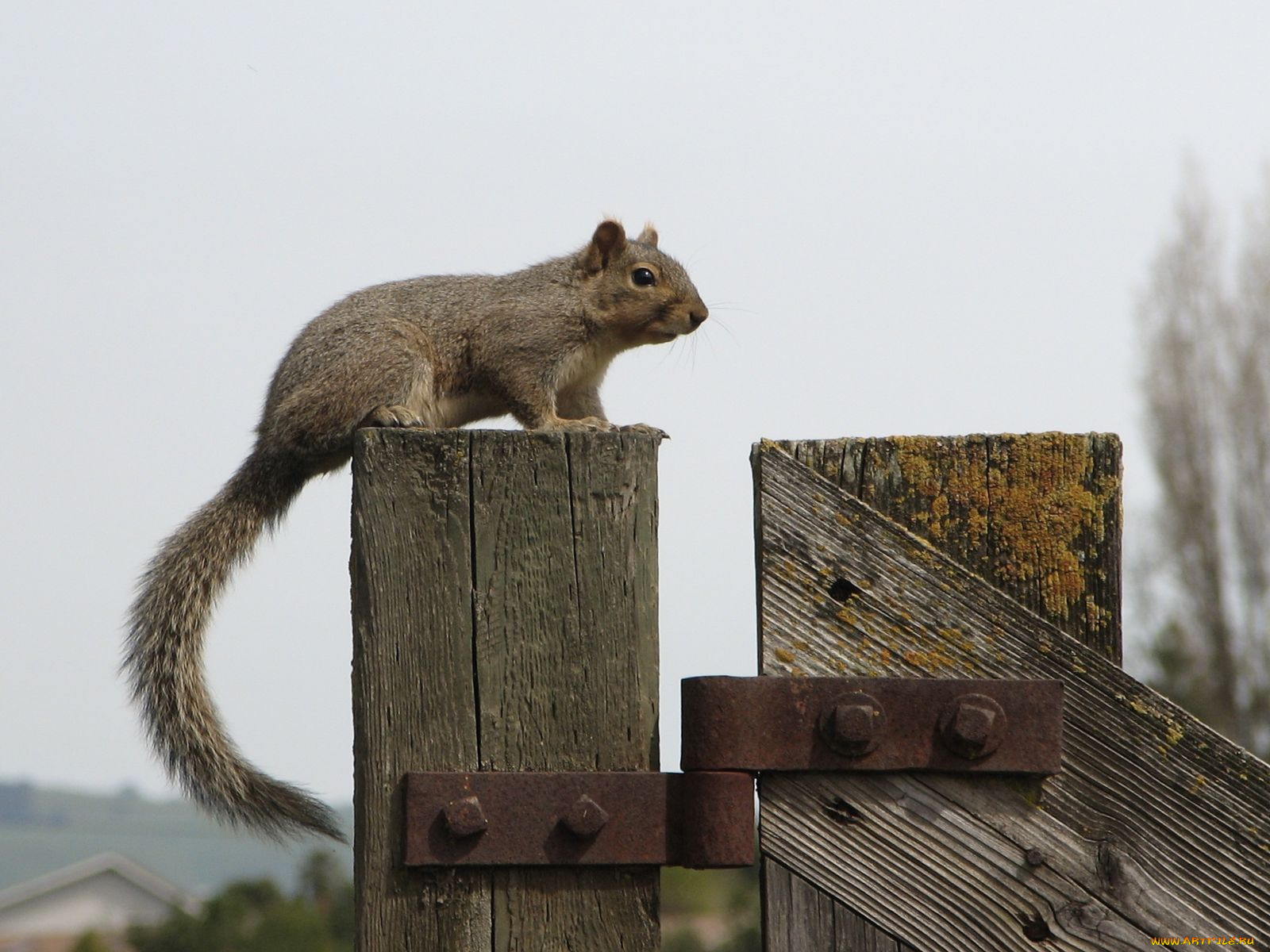 животные, белки
