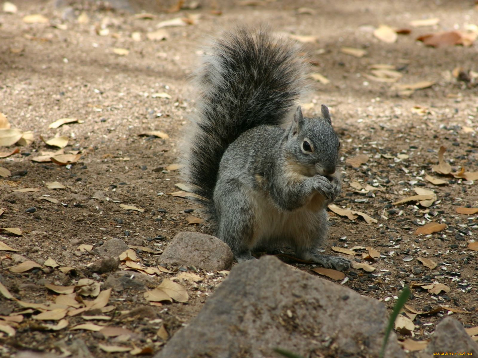 животные, белки