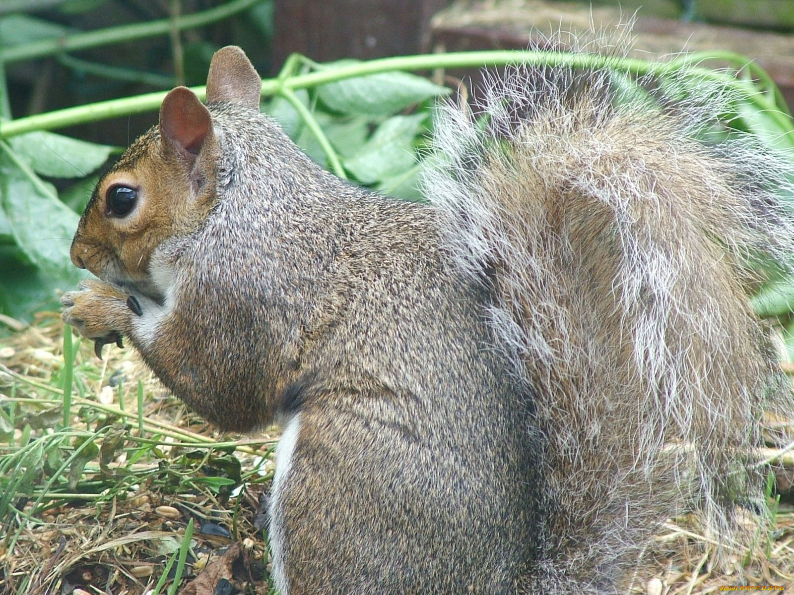животные, белки