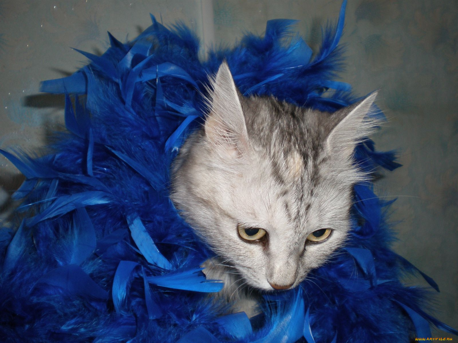 животные, коты