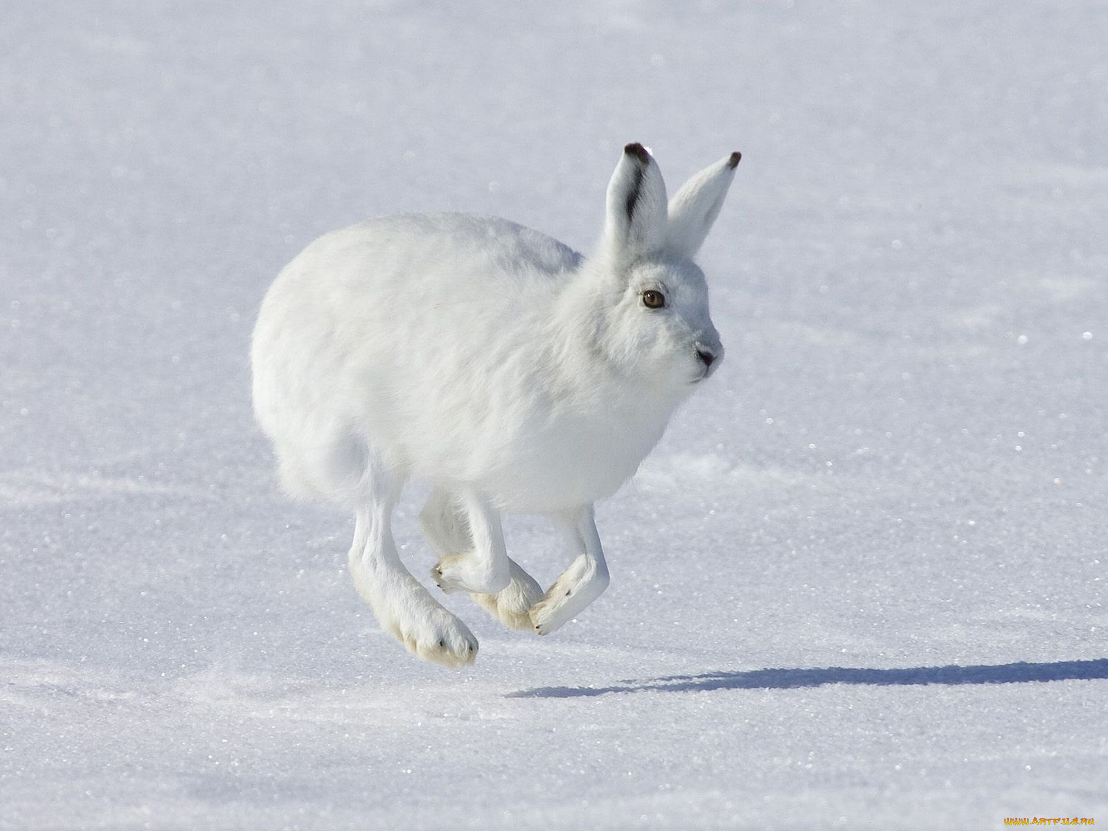 животные, кролики, зайцы
