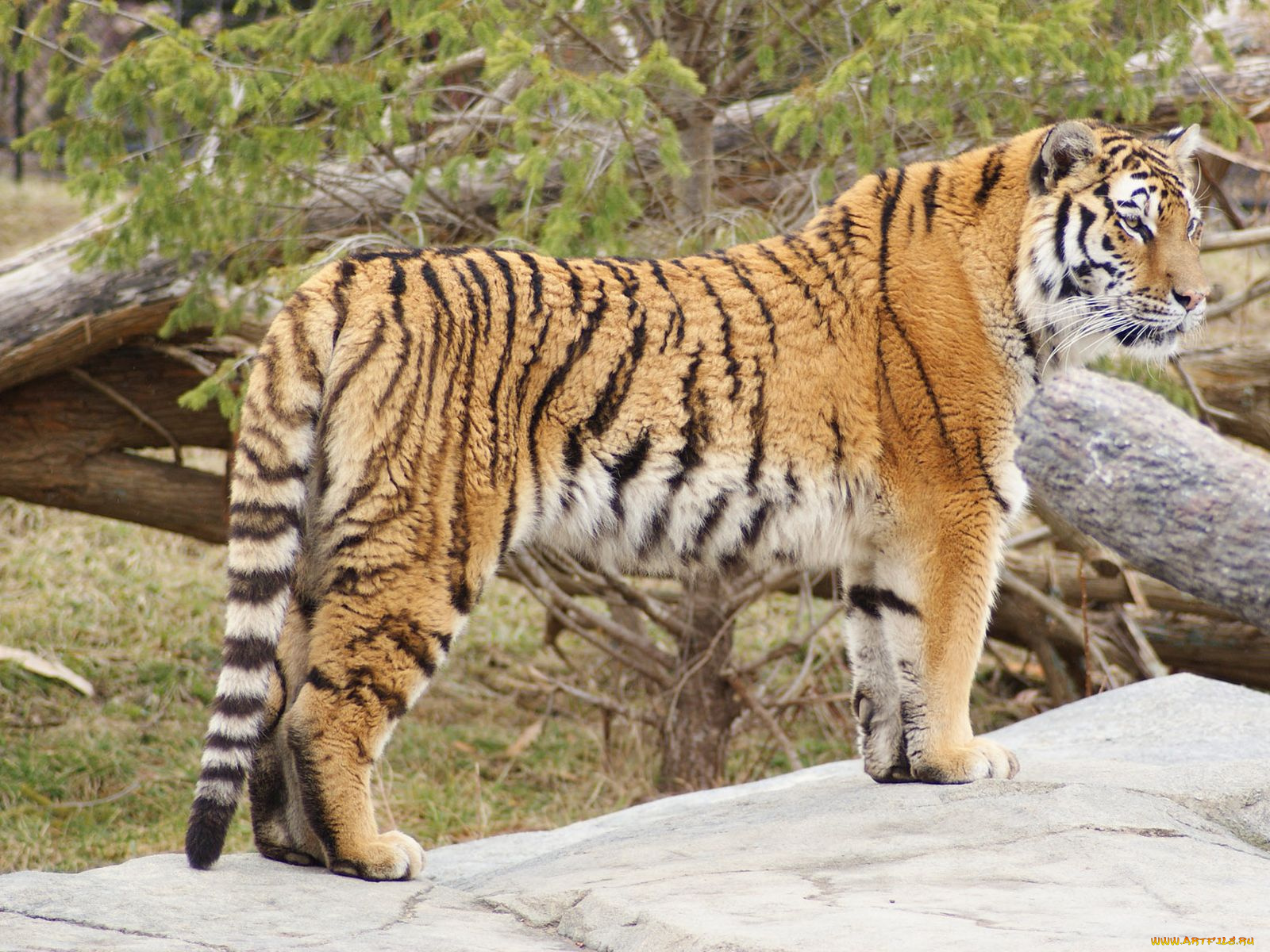 животные, тигры