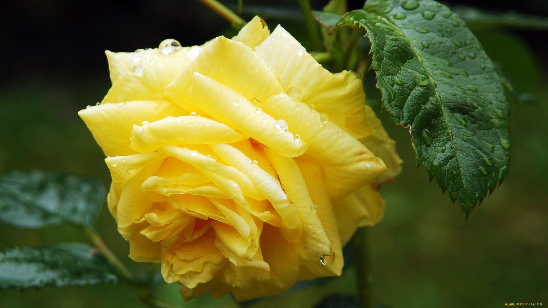 цветы, розы