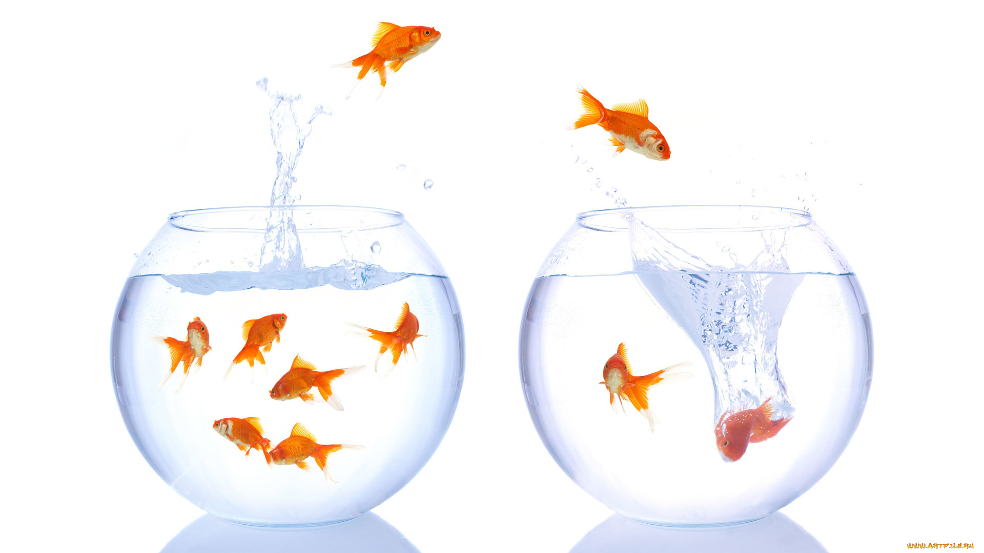 животные, рыбы