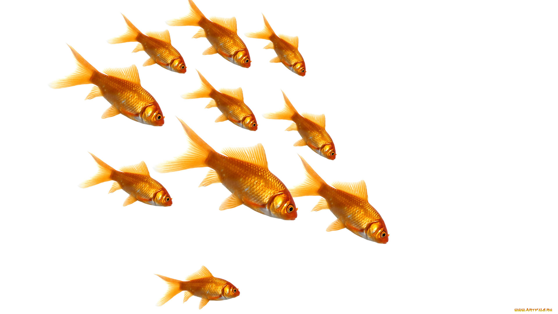 животные, рыбы