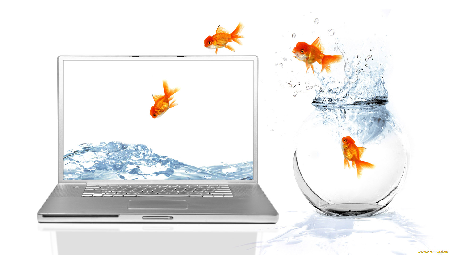 животные, рыбы