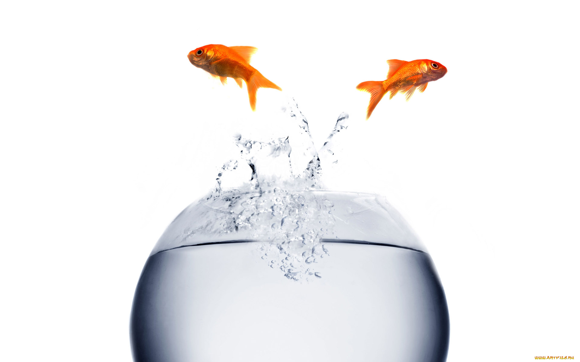 животные, рыбы