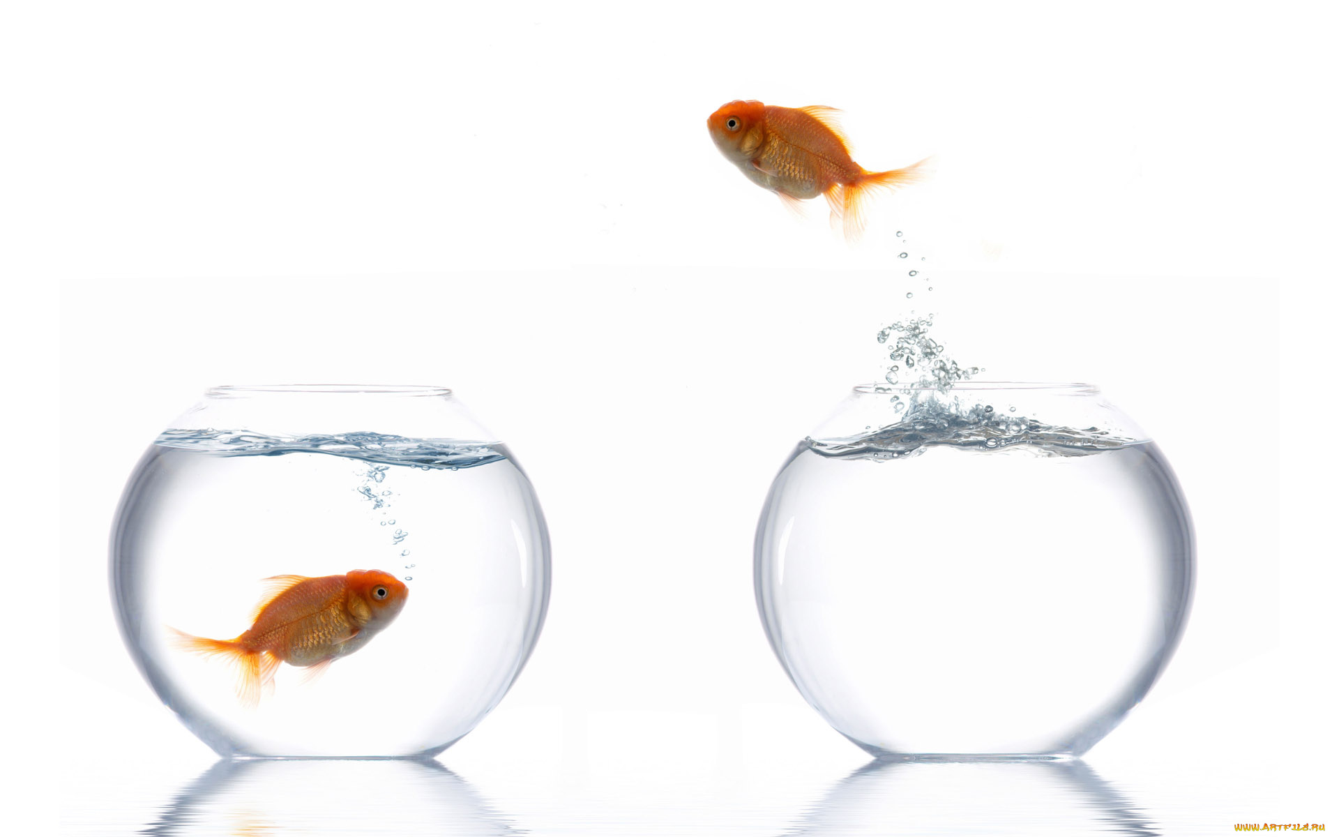 животные, рыбы