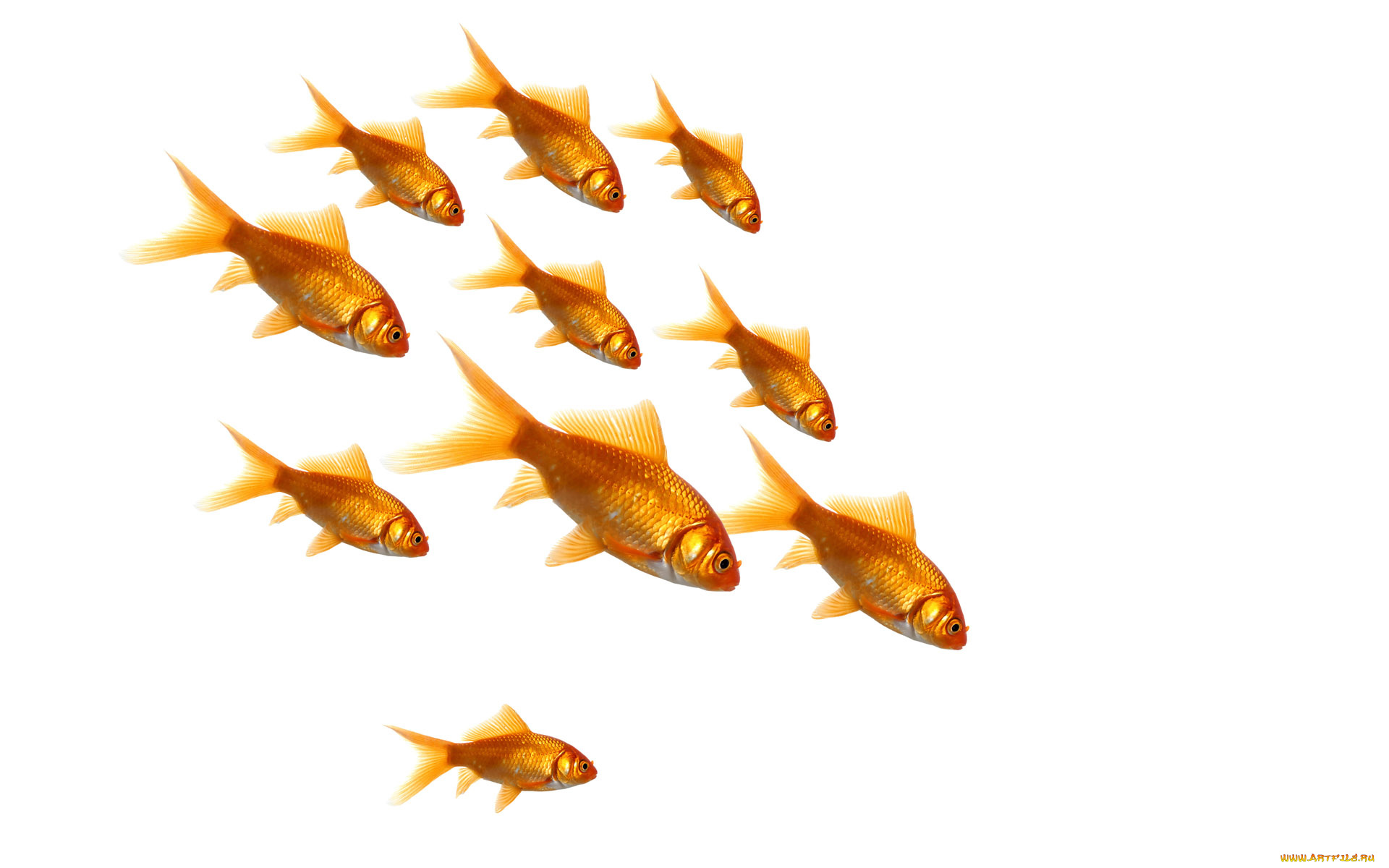 животные, рыбы