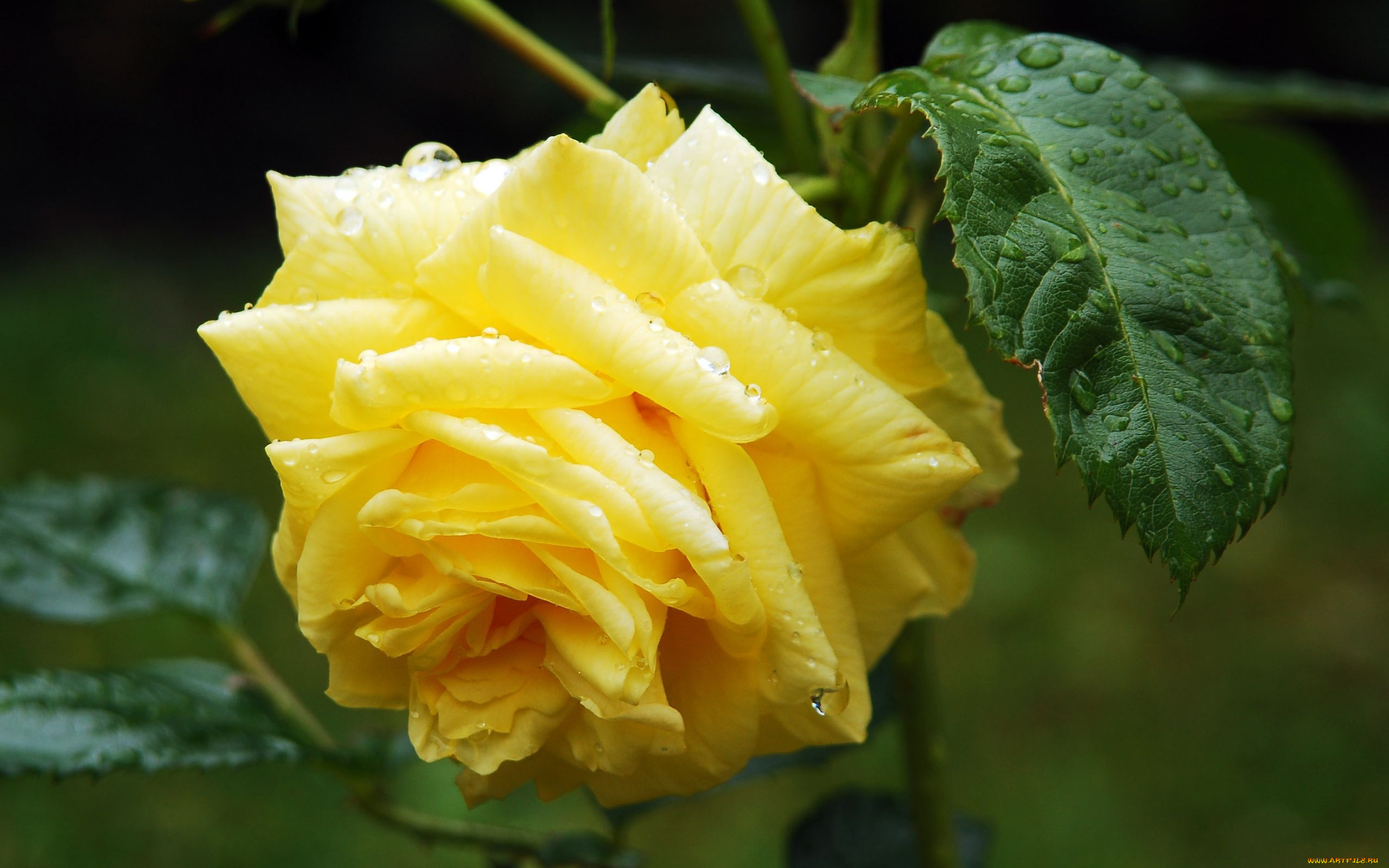 цветы, розы