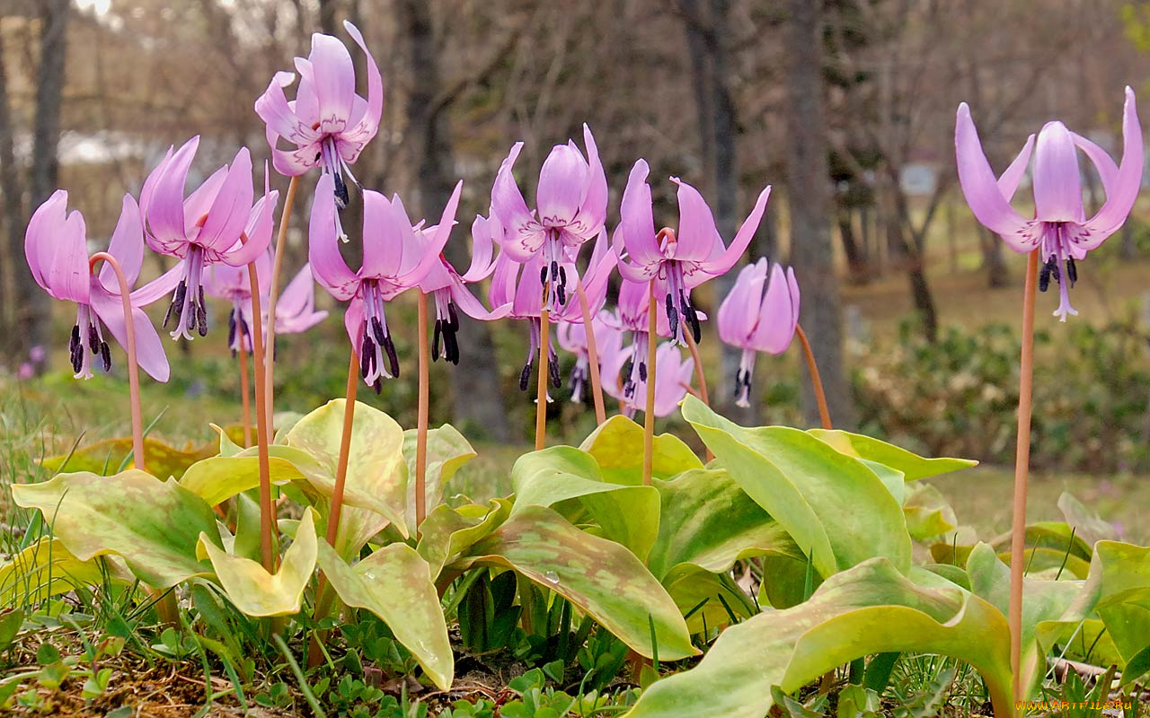 додекатеон, дряквенник, цветы