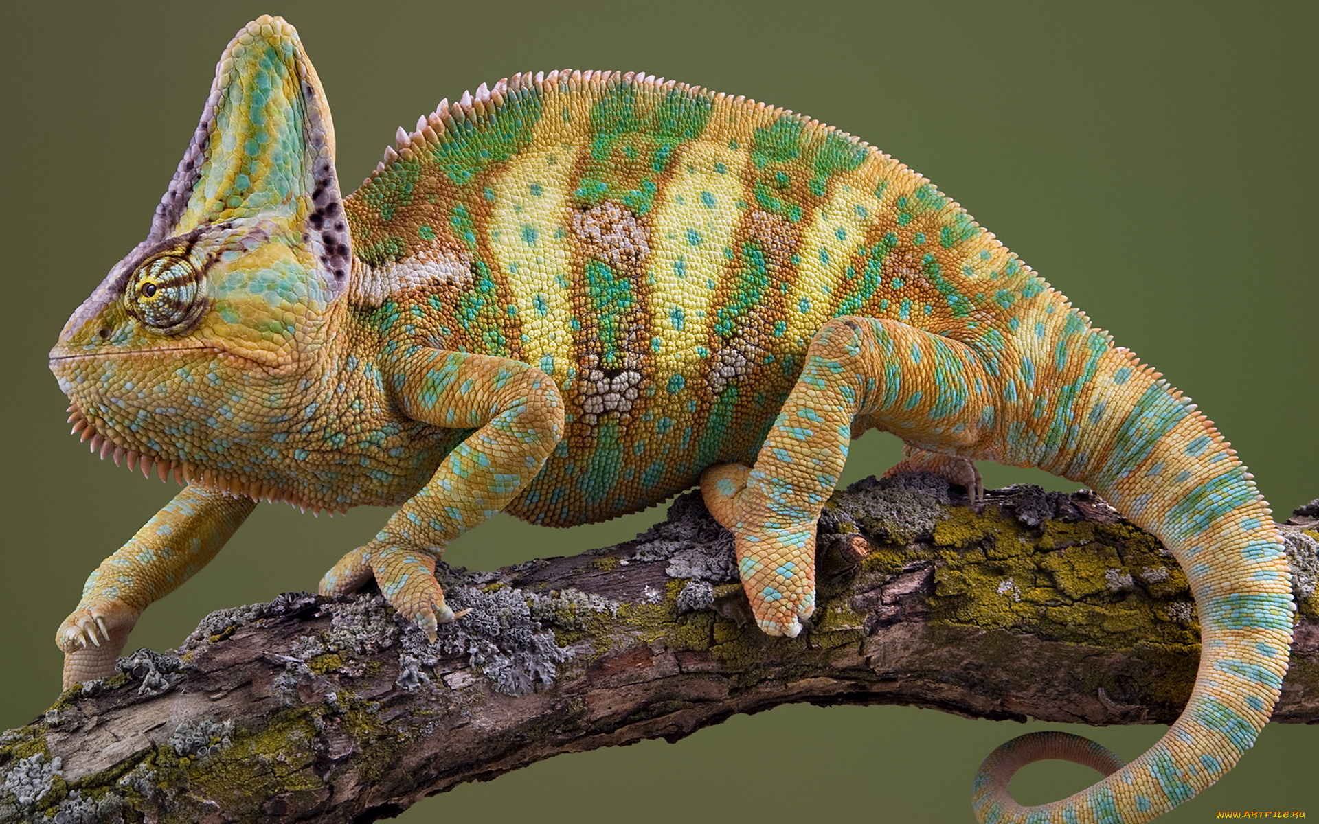 животные, хамелеоны