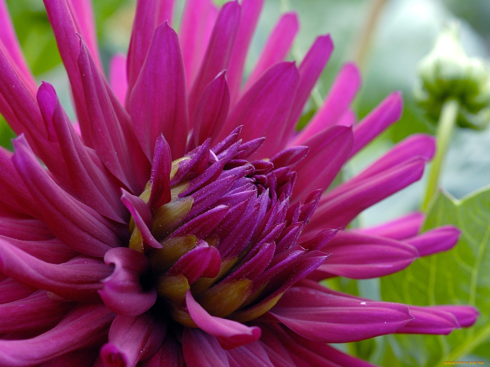 цветы, георгины, лиловый, большой