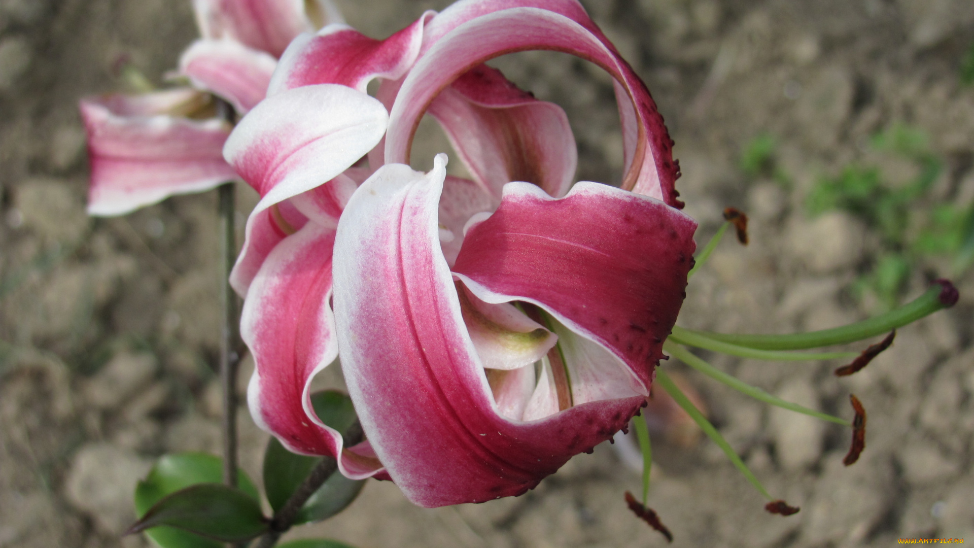 цветы, лилии, лилейники, лепестки