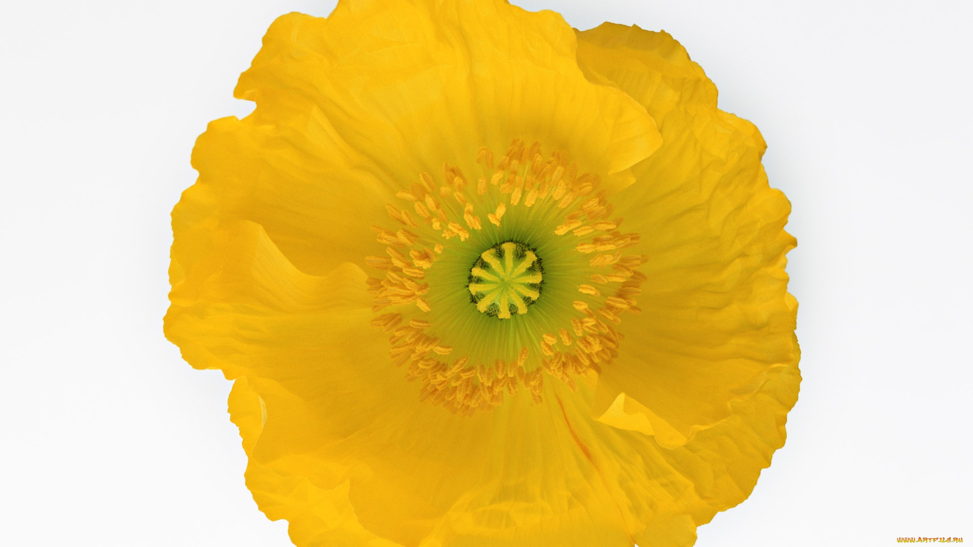 цветы, маки, желтый