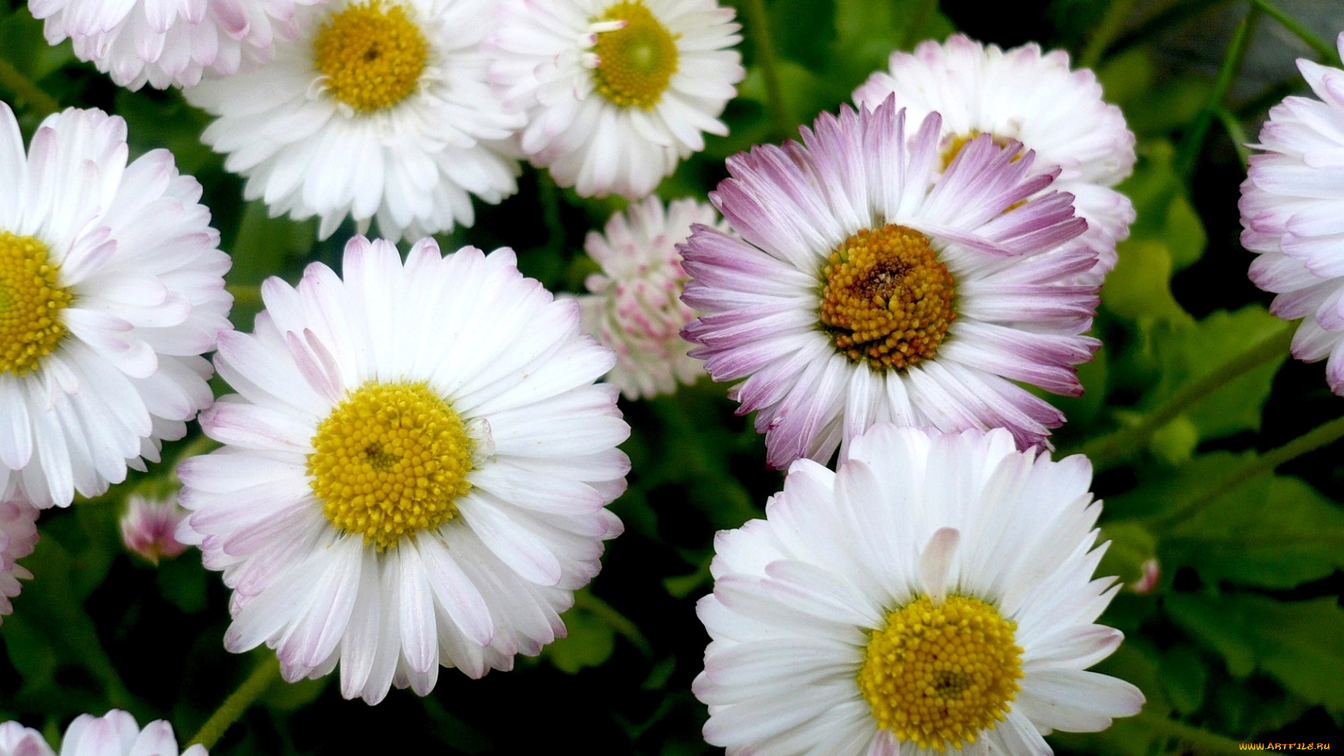 цветы, маргаритки, белый, лепестки, маленький