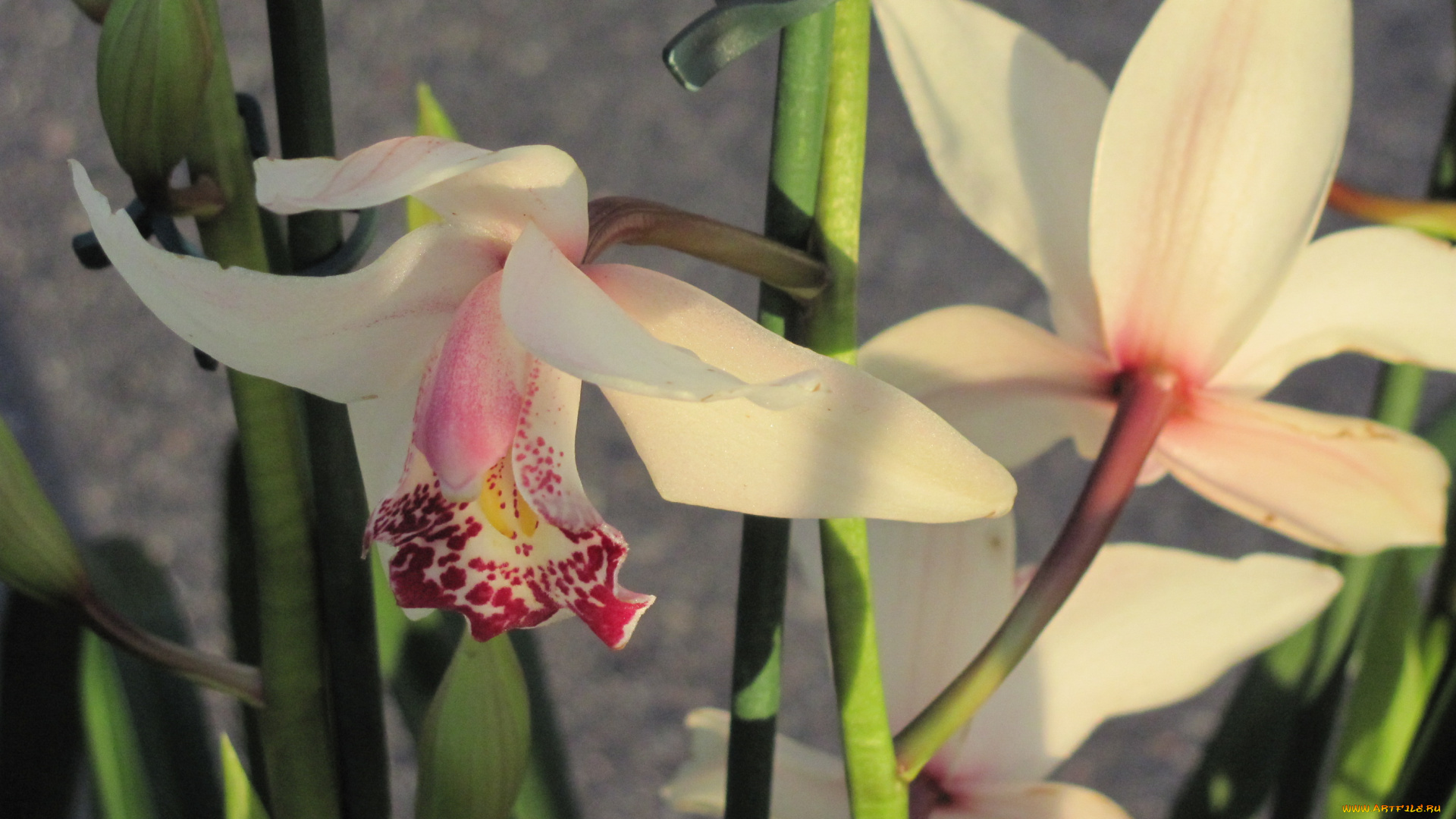 цветы, орхидеи, экзотика