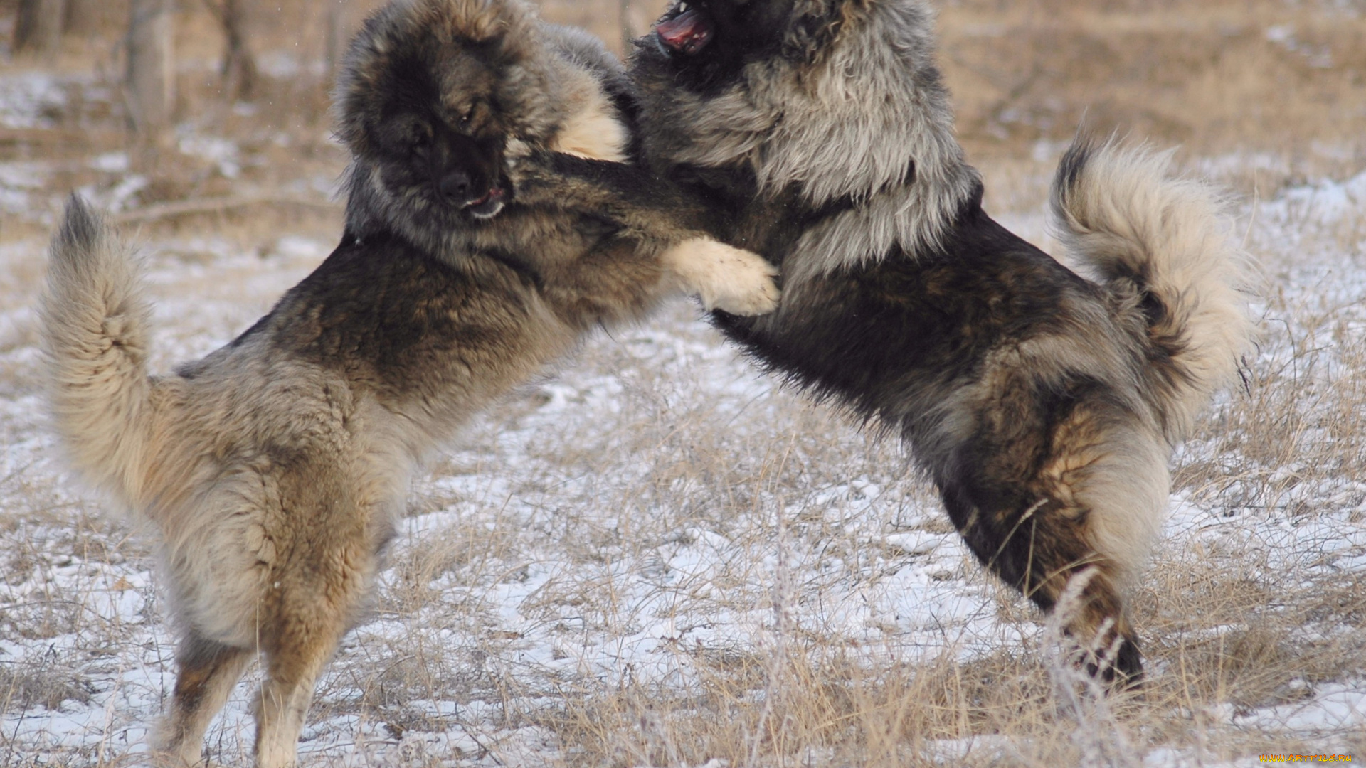 кавказские, овчарки, животные, собаки, собака, овчарка, игра