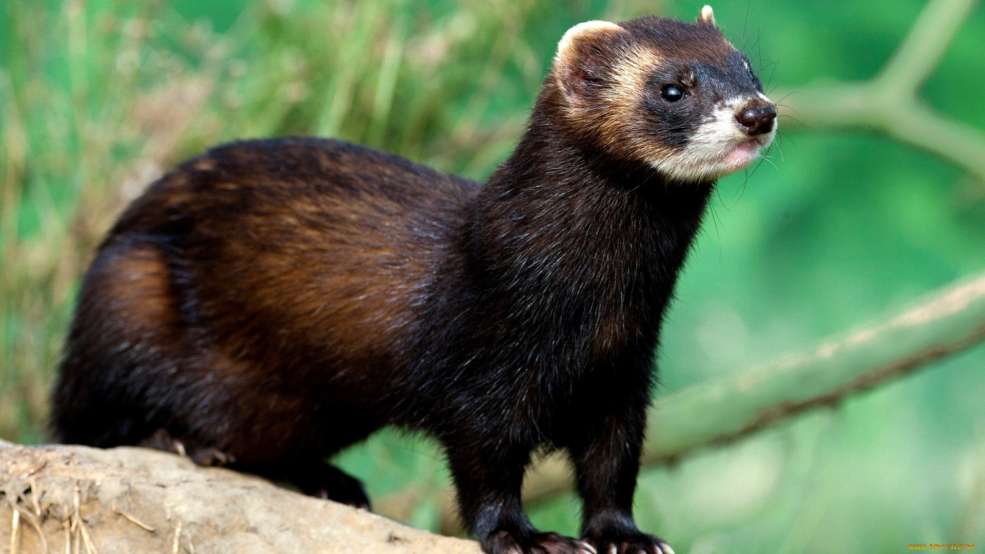 животные, хорьки, ласки, соболи, горностаи, куницы, мордочка, шерсть