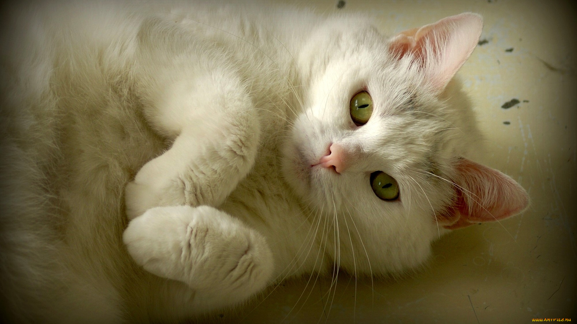 животные, коты, белый, лапки