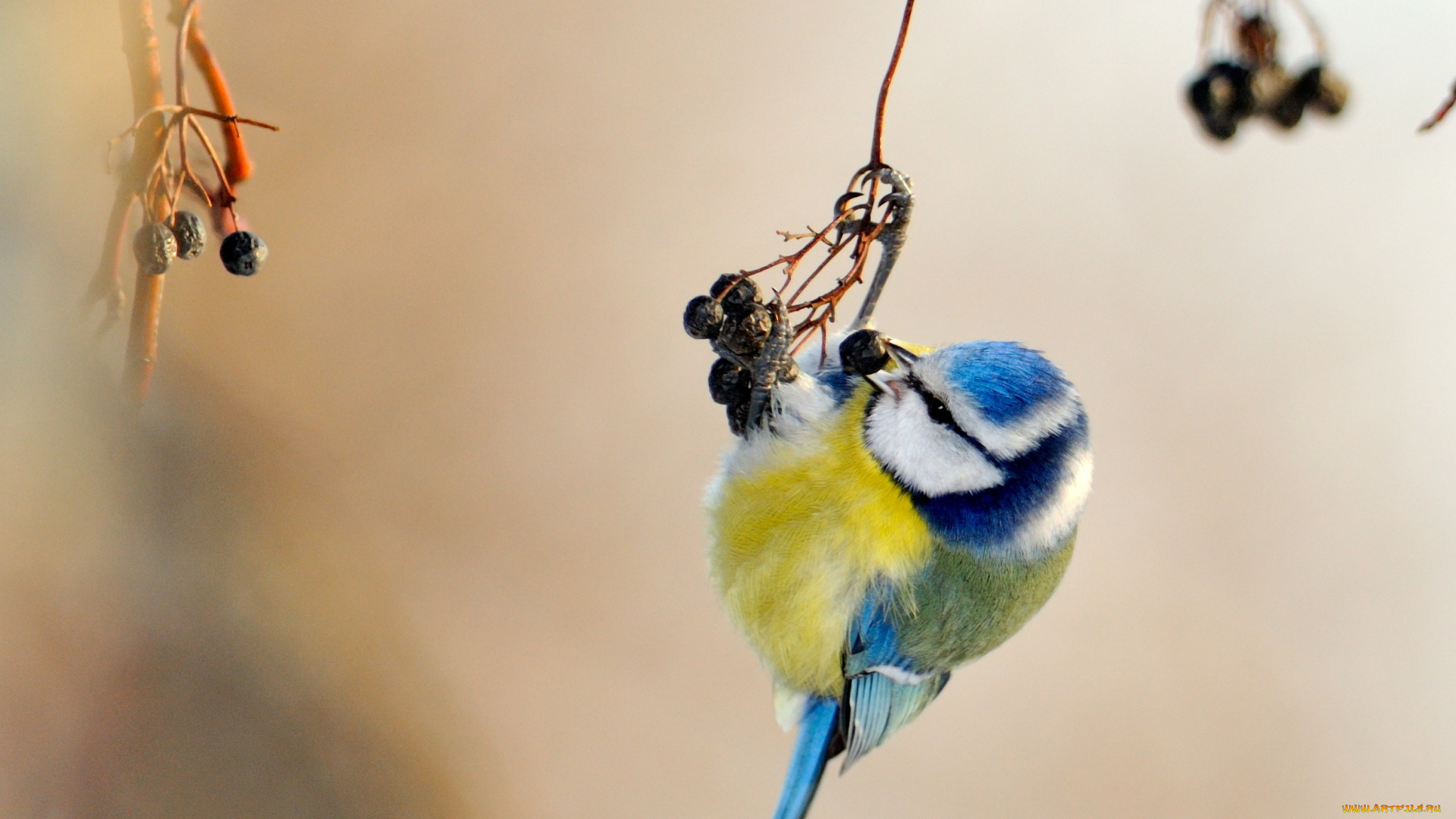 животные, синицы, лазоревки, синица, ягода