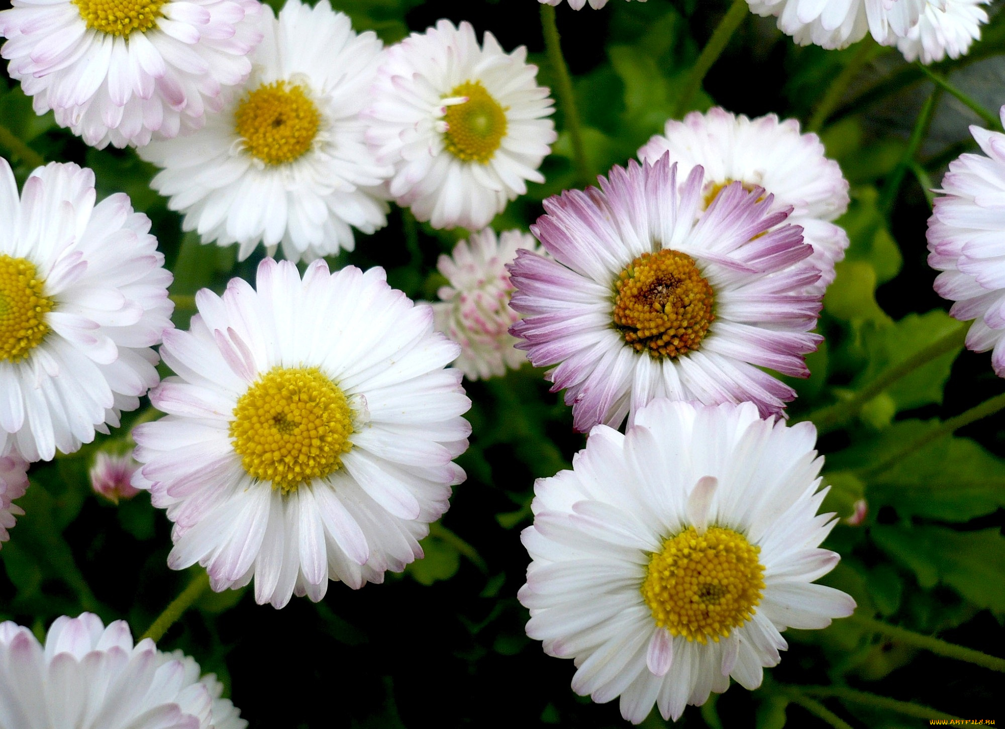 цветы, маргаритки, белый, лепестки, маленький