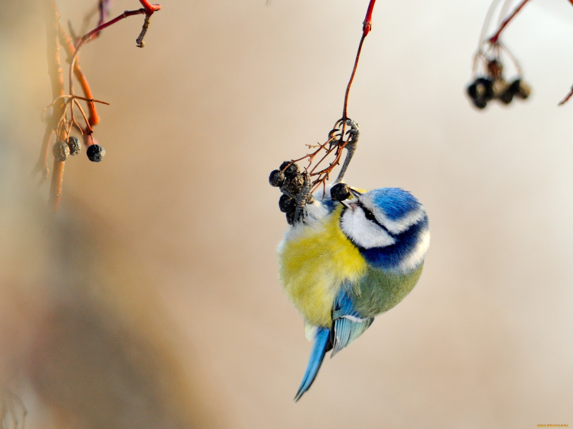 животные, синицы, лазоревки, синица, ягода
