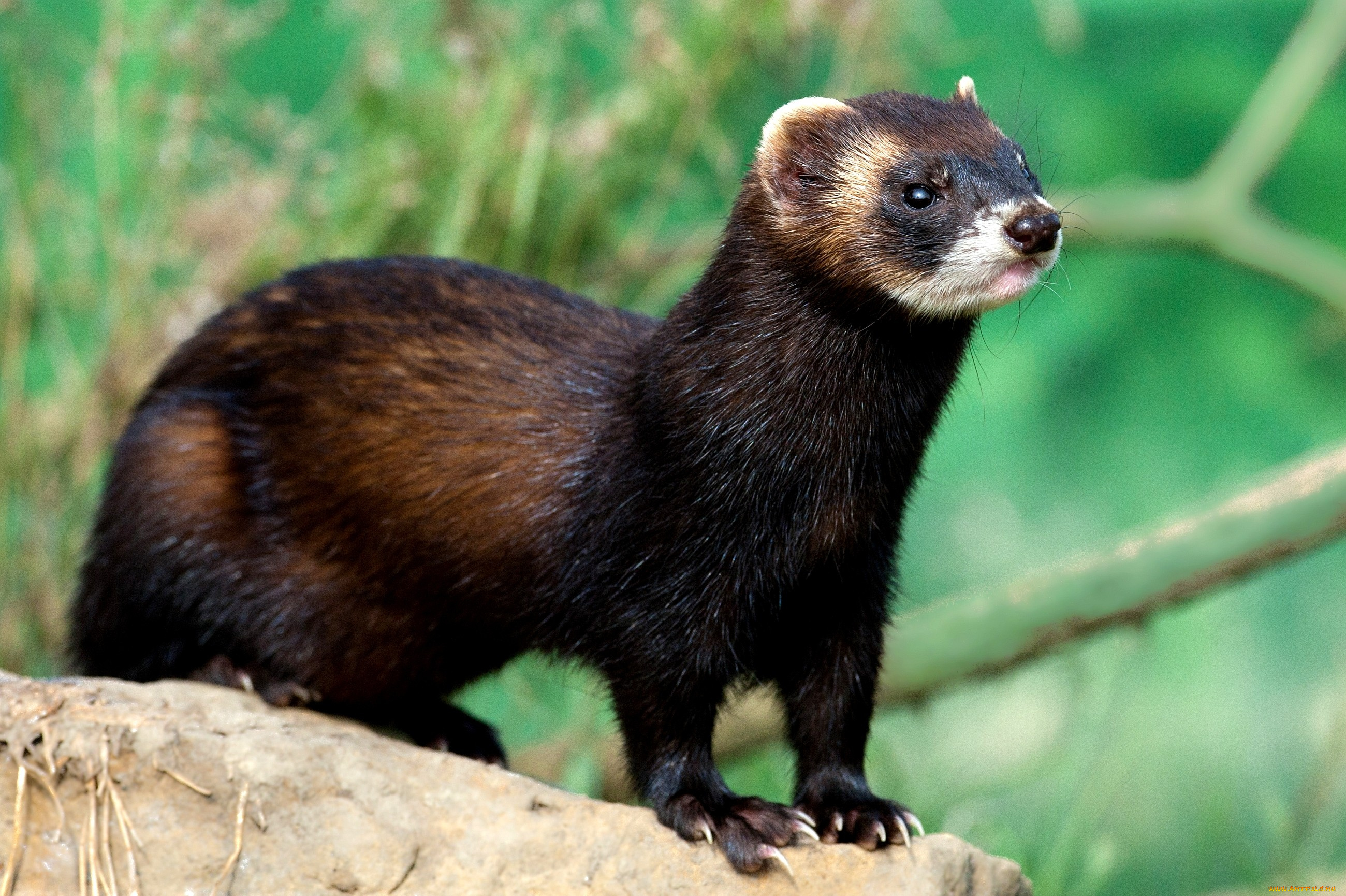 животные, хорьки, ласки, соболи, горностаи, куницы, мордочка, шерсть