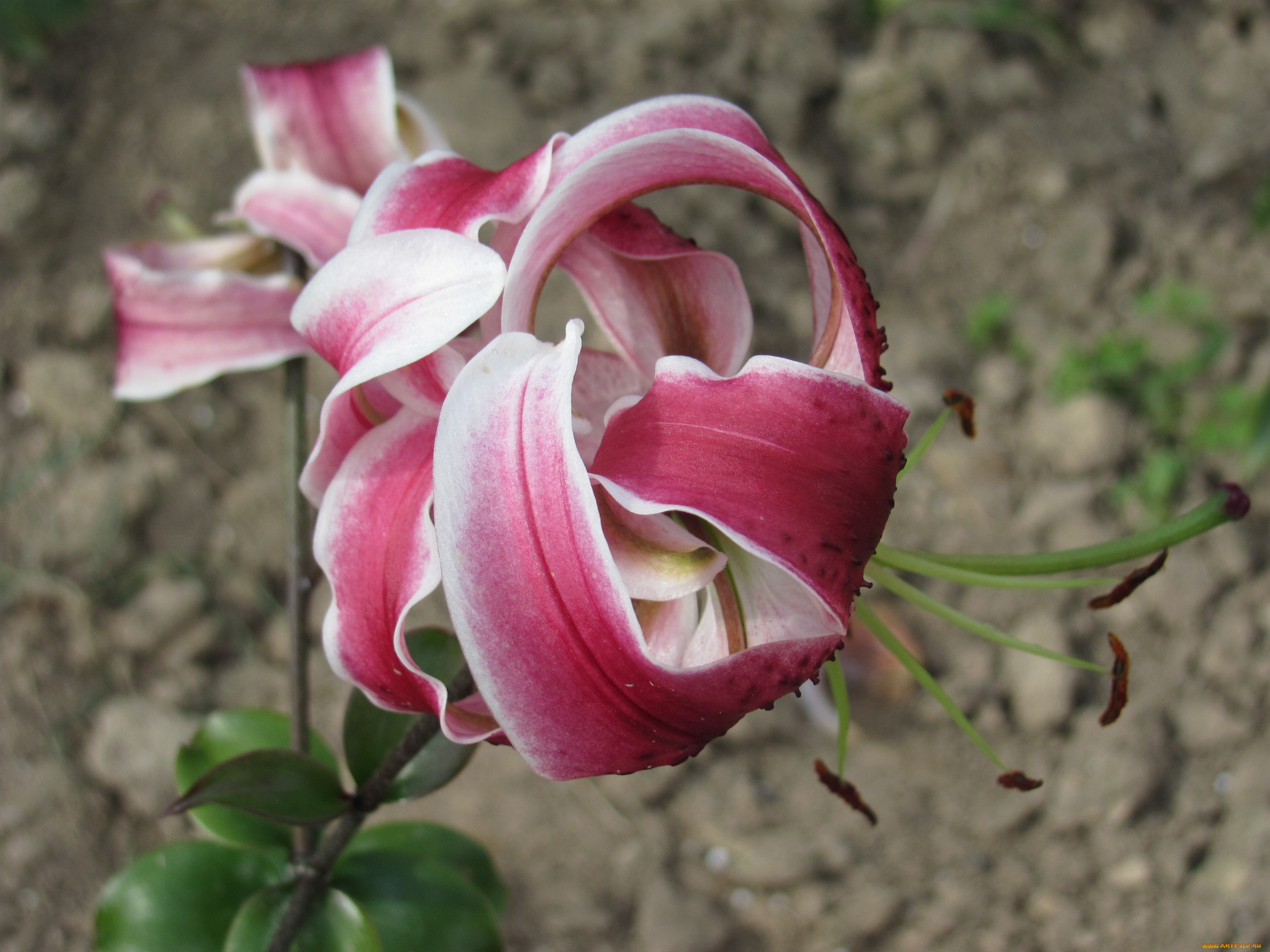 цветы, лилии, лилейники, лепестки