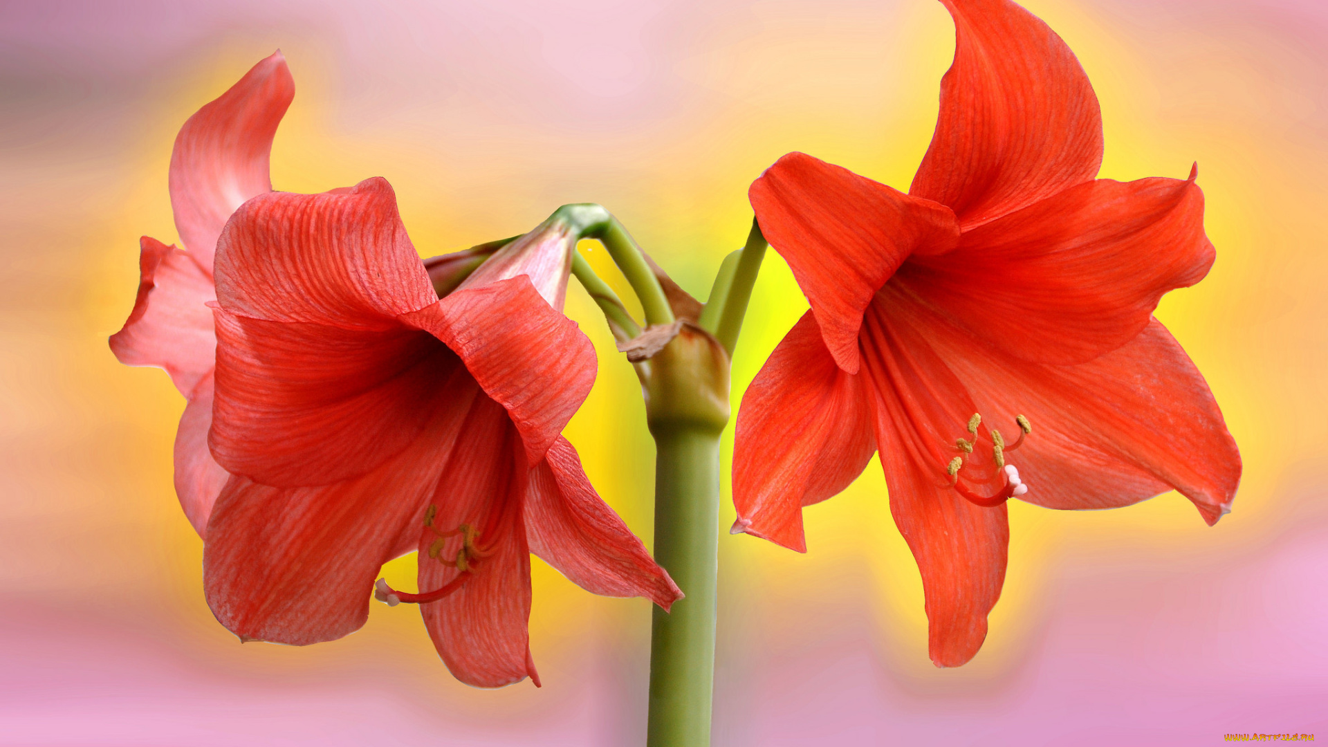 цветы, амариллисы, , гиппеаструмы, красный