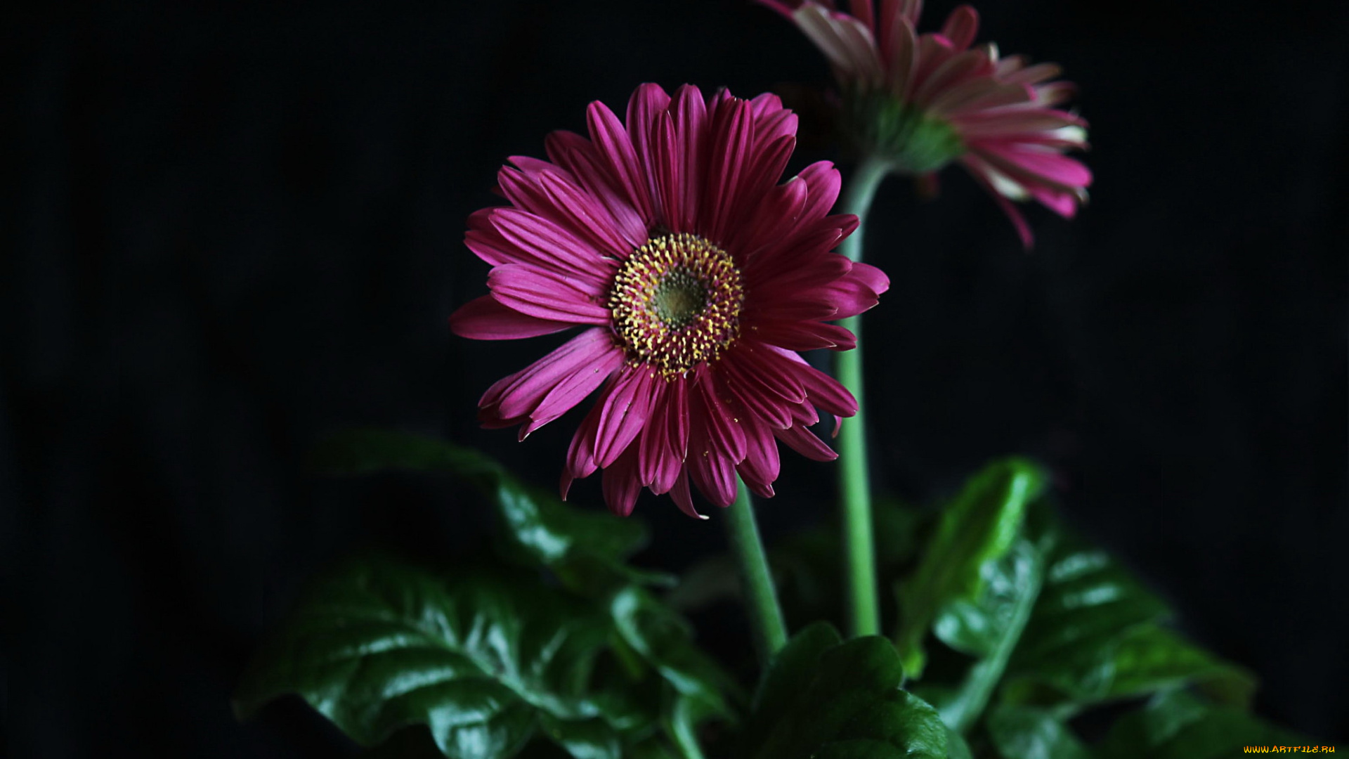 цветы, герберы, гербера