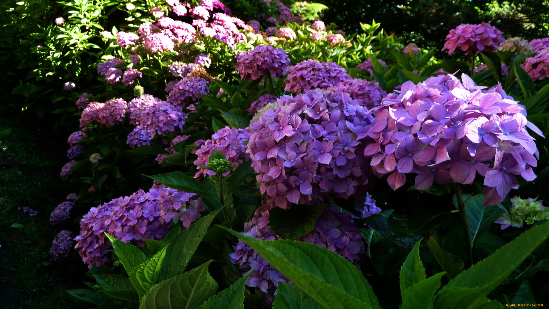 цветы, гортензия