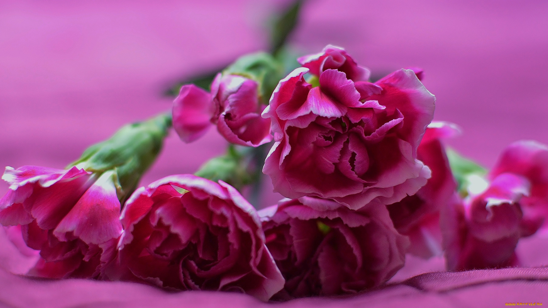 цветы, гвоздики, гвоздика