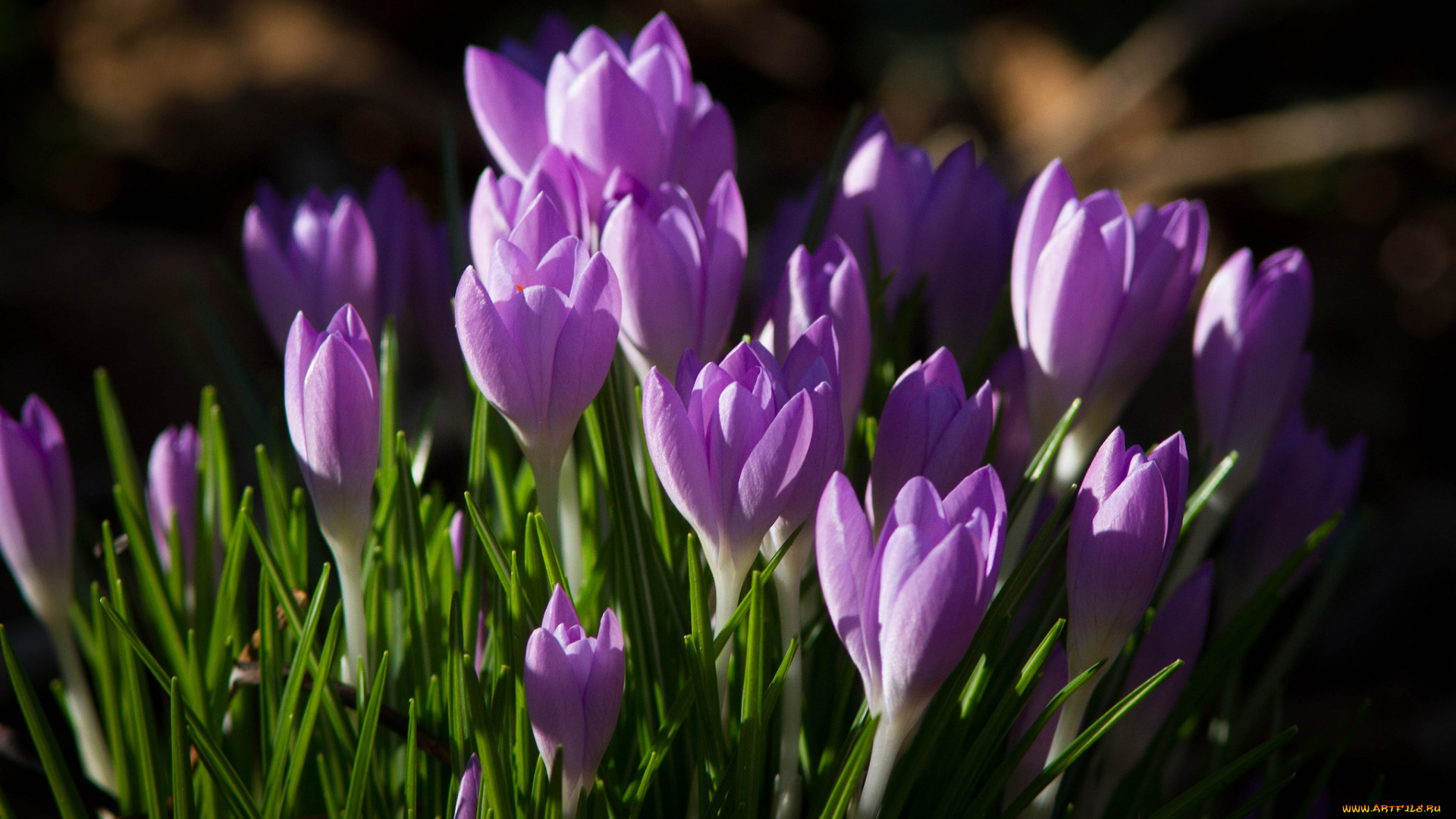 цветы, крокусы