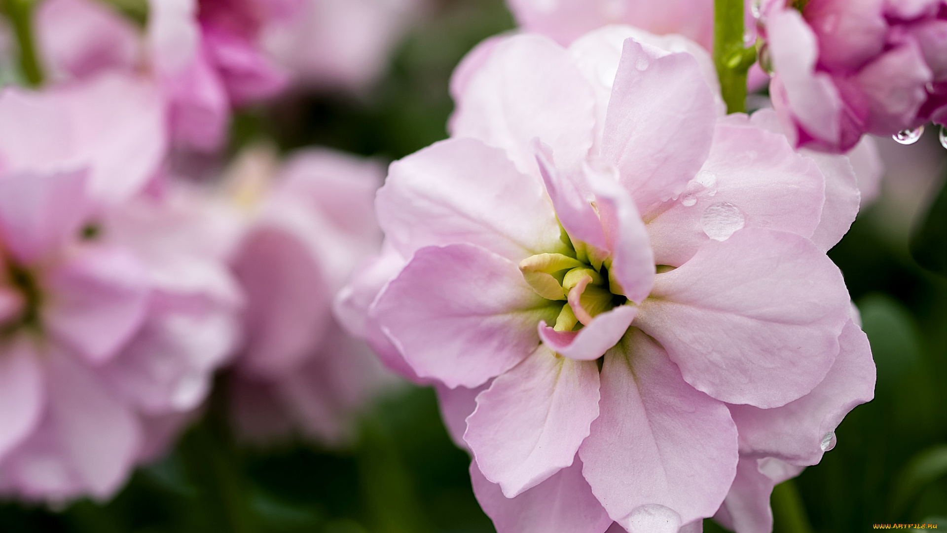 цветы, левкой, , матиола, макро