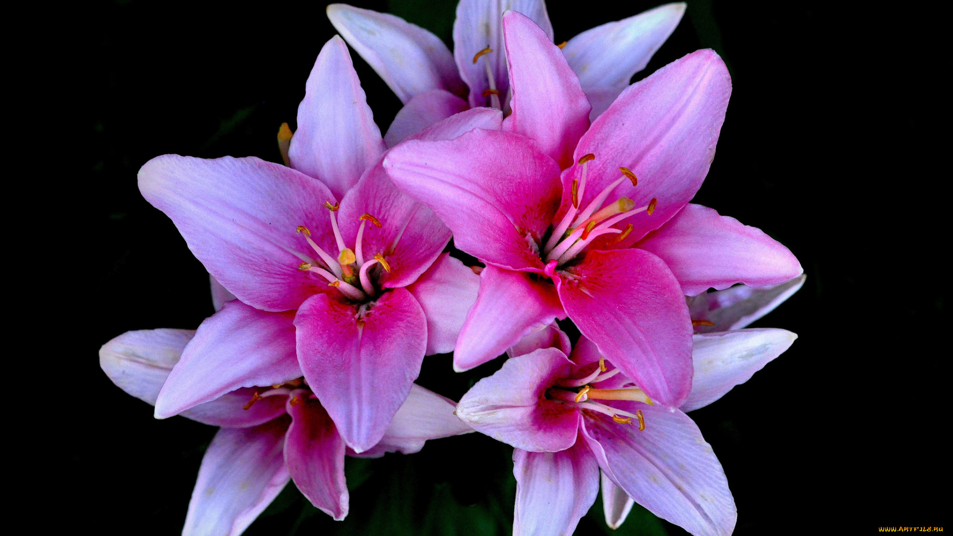 цветы, лилии, , лилейники