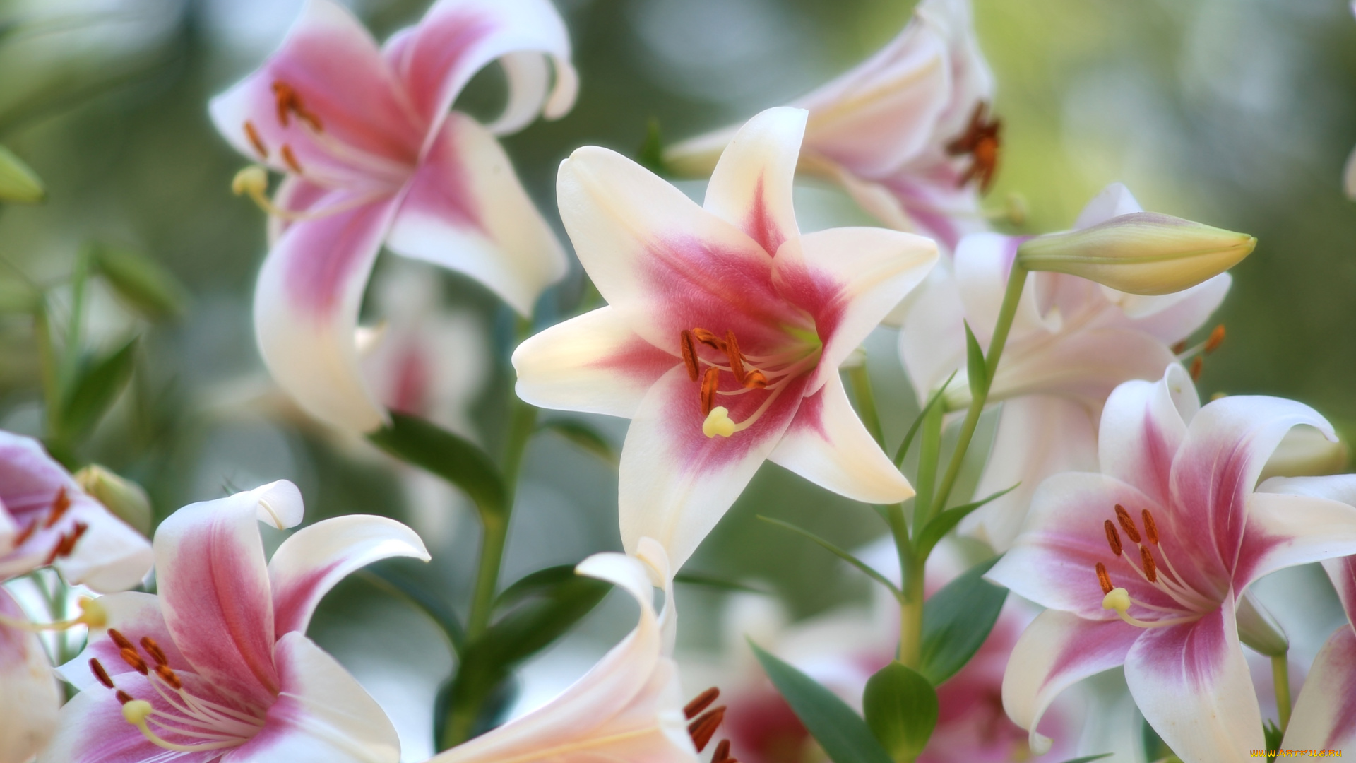 цветы, лилии, , лилейники