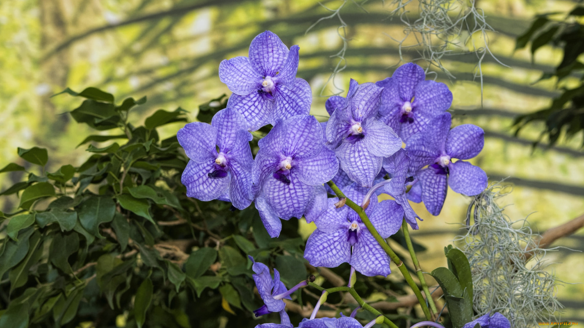 цветы, орхидеи, экзотика